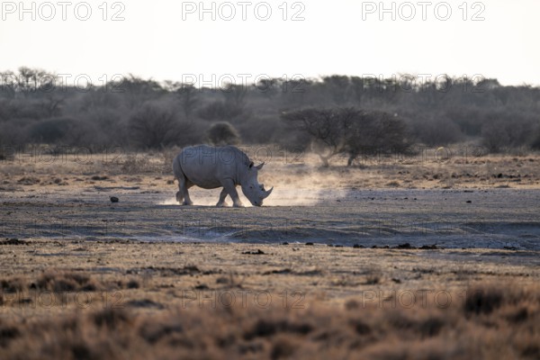 Dramatic atmosphere, Southern white rhinoceros (Ceratotherium simum simum), Khama Rhino Sanctuary,