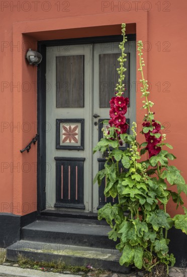 Hollyhocks (Alcea rosea) at a gate in an old house facing the street in Ystad, Skåne County,