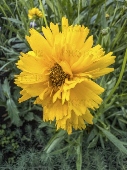 Flowering Girl's eye (Coreopsis Early Sunrise), closeup, in Ystad, Skåne County, Sweden,