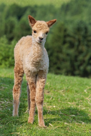 A newly born white alpaca (Vicugna pacos) stands in a green meadow on a sunny day. A green forest