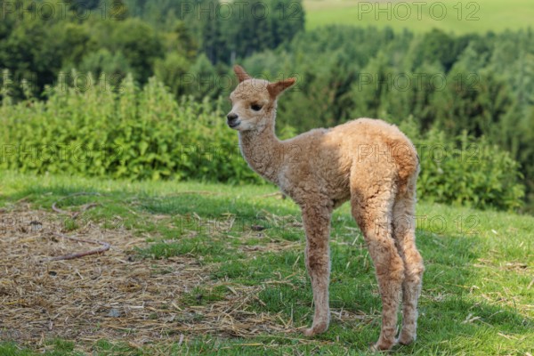 A newly born white alpaca (Vicugna pacos) stands in a green meadow on a sunny day. A green forest