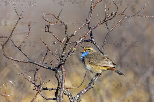 Red-spotted bluethroat (Luscinia svecica svecica) male singing from shrub on the tundra in spring,