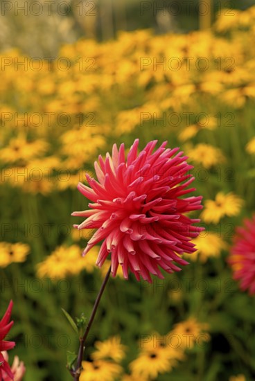In cactus dahlias, the individual petals are rolled up like tubes and strongly pointed towards the