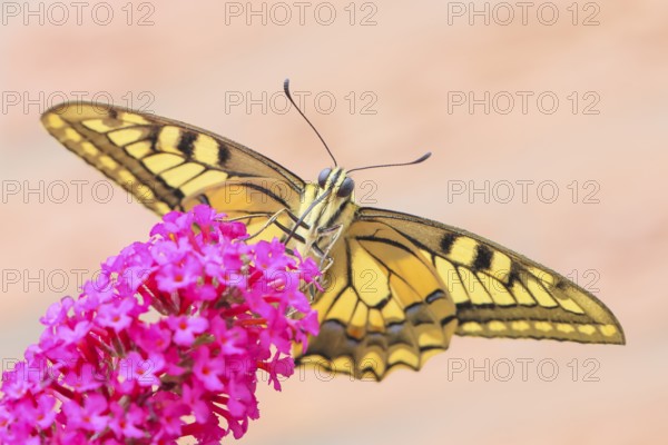 Swallowtail (Papilio machaon) sucking nectar on butterfly bush (Buddleja davidii), butterfly bush,