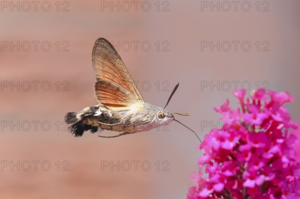 Pigeon-tailed butterfly (Macroglossum stellatarum) sucking nectar on summer lilac (Buddleja