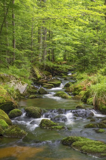 Kleine Ohe, natural forest stream in the Bavarian Forest National Park, Bavaria, Germany