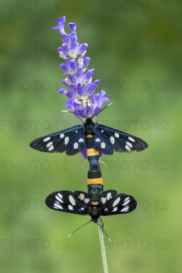 White-spotted violet (Amata phegea), mating, Limbach, Burgenland, Austria