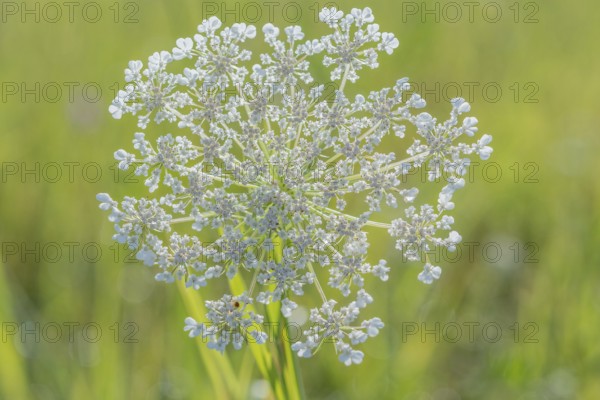 A cluster of wildflowers stands tall in a bright green meadow under bright sunlight. The delicate