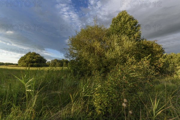 A vibrant landscape with dense green shrubs and trees surrounded by tall grass. The sky is partly