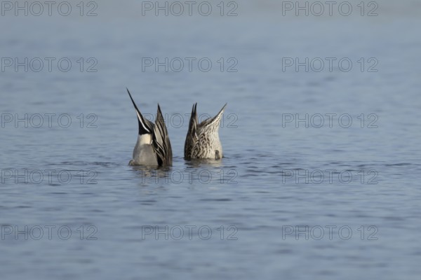 Northern pintail duck (Anas acuta) adult male and female birds feeding on a lake, England, United