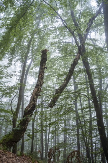 Forest, foggy weather. Broken tree. Small Odenwald, Rhine-Neckar district, Baden-Württemberg,
