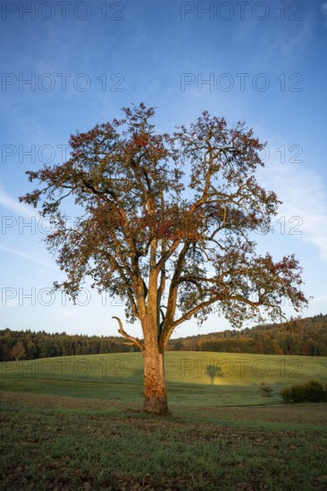 Landscape with pear tree. Tree with shade. In the morning. Small Odenwald, Rhine-Neckar district,