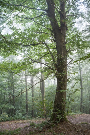 Forest, foggy weather. Chestnut tree. Small Odenwald, Rhine-Neckar district, Baden-Württemberg,