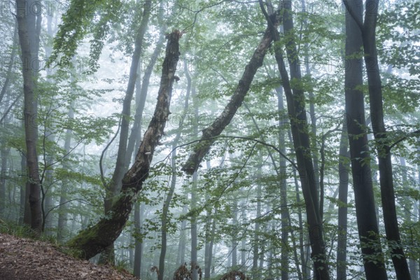 Forest, foggy weather. Broken tree. Small Odenwald, Rhine-Neckar district, Baden-Württemberg,