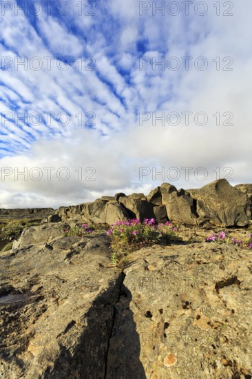 Barren volcanic landscape in summer, flowers between boulders, Cumulus, Jökulsargljufur National