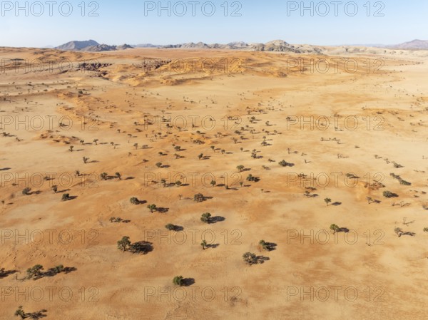 Sand dunes, camelthorn trees (Vachellia erioloba) and isolated mountain ridges in the Tsondab