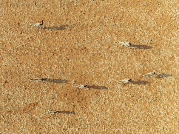 Gemsbok (Oryx gazella). Roaming an arid plain at the edge of the Namib Desert. Aerial view. Drone