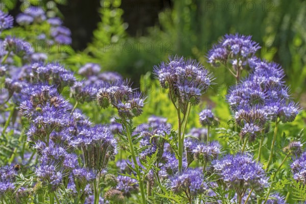 Lacy phacelia, tansy-leaf phacelia, blue tansy, purple tansy (Phacelia tanacetifolia), insectary