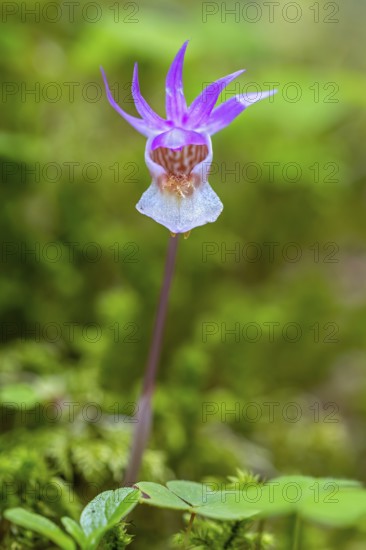 Calypso orchid, fairy slipper, Venus's slipper (Calypso bulbosa, Cypripedium bulbosum) in flower in