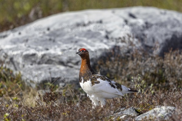 Willow ptarmigan, willow grouse (Lagopus lagopus, Lagopus albus) male, cock in summer plumage on