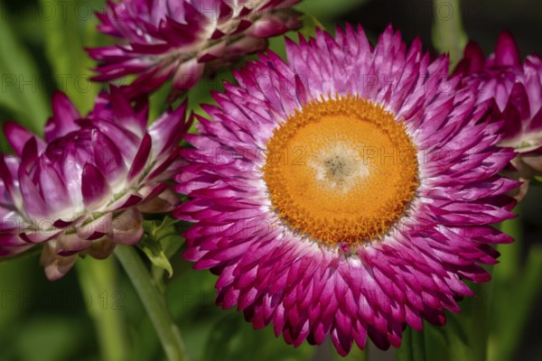 Colourful golden everlasting flowers, strawflowers (Xerochrysum bracteatum, Bracteantha bracteata)