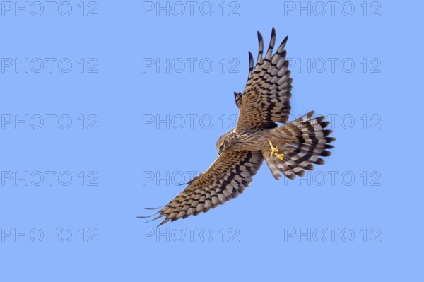 Montagu's harrier (Circus pygargus) adult female with caught bush cricket prey in its talons flying