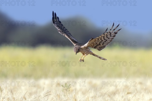 Montagu's harrier (Circus pygargus) adult female with caught mouse prey in its talons flying over