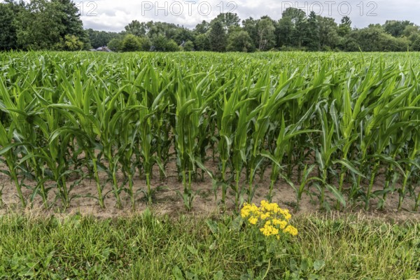 Agriculture, field with maize, still growing, near Nettetal, on the Lower Rhine, North