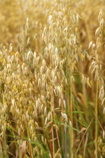 Agriculture, field with grain, oats, shortly in front of harvest, near Nettetal, on the Lower