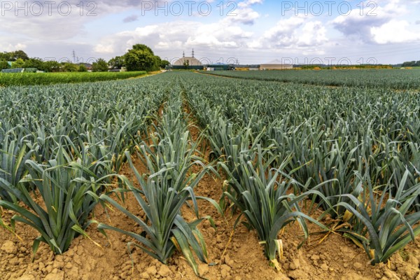 Agriculture, field with leeks, leek, shortly in front of harvest, near Nettetal, on the Lower
