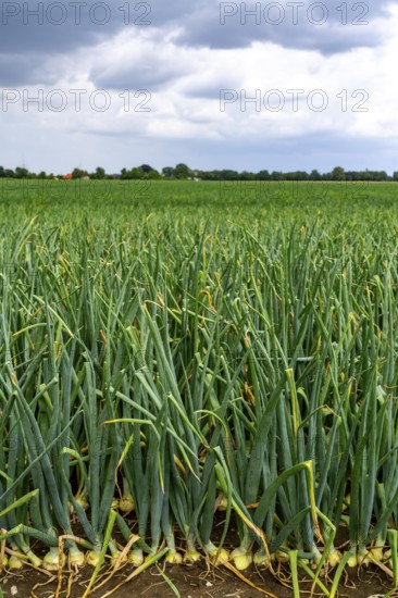 Agriculture, field with onions, shortly in front of harvest, near Nettetal, on the Lower Rhine,