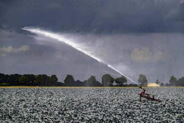 Agriculture, artificial irrigation of a field, irrigation system, cabbage cultivation, red cabbage,