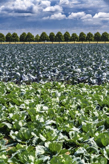 Agriculture, fields, cabbage cultivation, red cabbage and white cabbage, near Kempen on the Lower