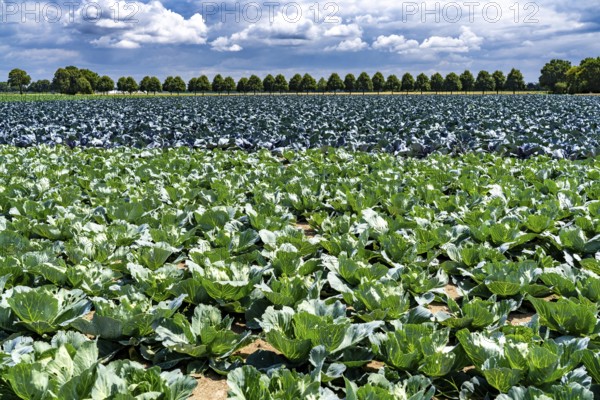 Agriculture, fields, cabbage cultivation, red cabbage and white cabbage, near Kempen on the Lower
