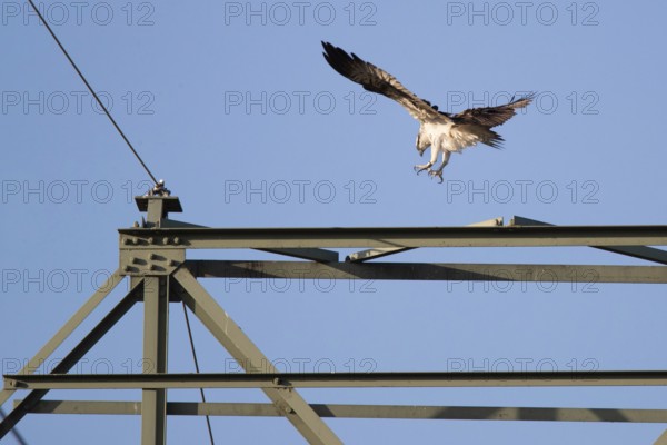 Osprey (Pandion haliaetus) landing on a power pole, Mecklenburg-Western Pomerania, Müritz region,