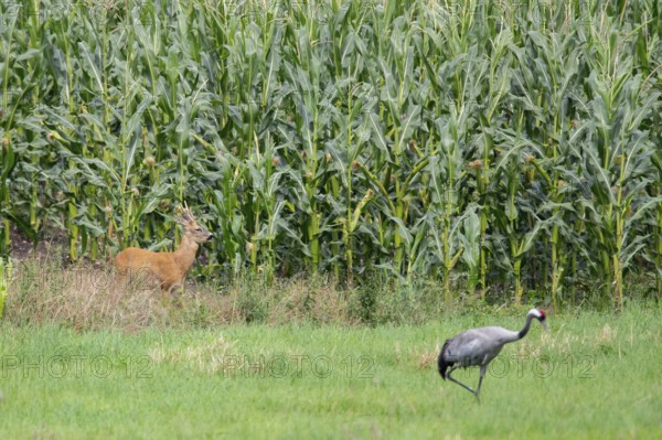 Roebuck and crane on, Mecklenburg-Vorpommern, Müritz Region, Germany