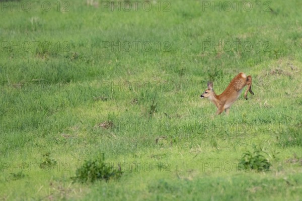Fawn (Capreolus capreolus) jumping, Mecklenburg-Western Pomerania, Müritz region, Germany