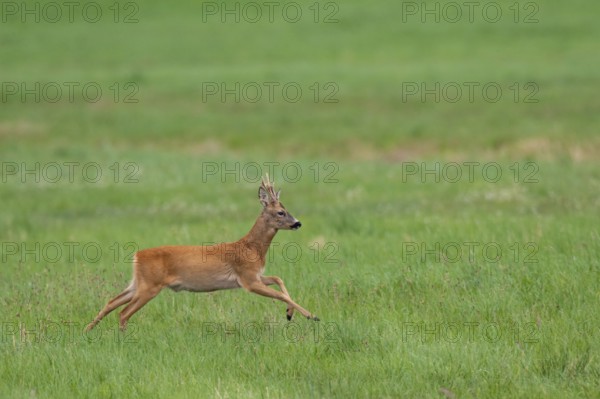Roebuck (Capreolus capreolus) jumping, Mecklenburg-Western Pomerania, Müritz region, Germany