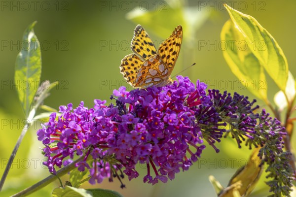 Small pearl-bordered fritillary (Issoria lathonia) on lilac (Buddleja davidii), Ternitz, Lower