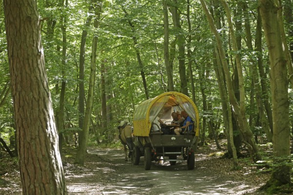 Horse-drawn carriage travelling through the forest, Darßer Ort, Born a. Darß, National Park