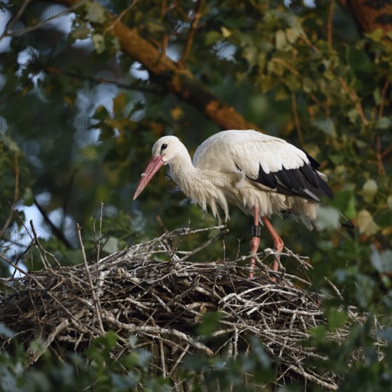 On the stork nest... White stork (Ciconia ciconia), adult, building its nest on a poplar tree in