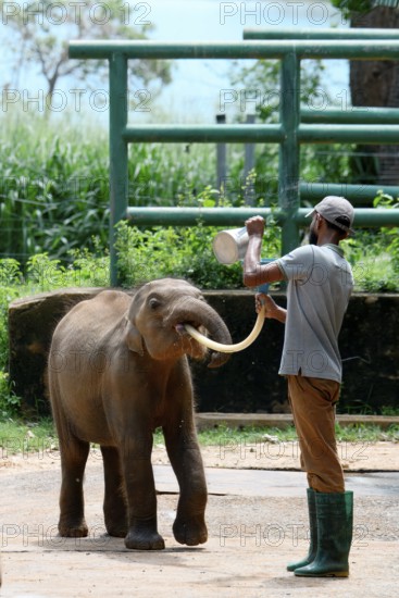 Orphaned Baby elephant being fed with milk by a caretaker, Pinnawala Elephant Orphanage,