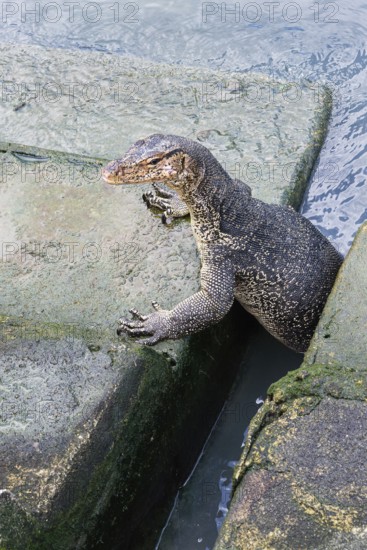 Asian Water Monitor (Varanus salvator) coming out of the water and climbing dock steps, Malacca,