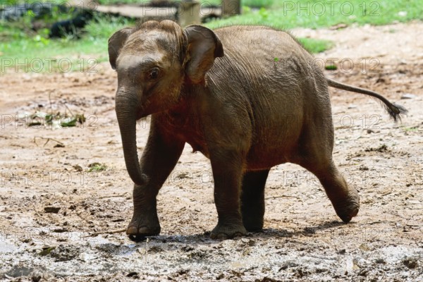 Young orphaned Sri Lankan elephant running to be fed with milk, Pinnawala Elephant Orphanage,