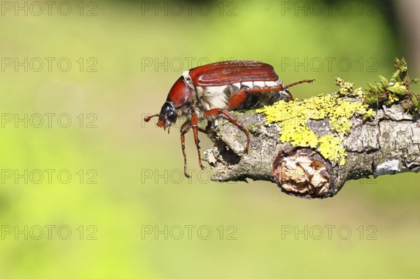 May beetle, wood cockchafer (Melolontha hippocastani), female, on a branch covered with lichen,