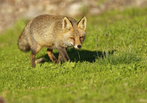 Red fox (Vulpes vulpes) in the early morning light in a meadow Sierra de San Pedro, Extremadura,
