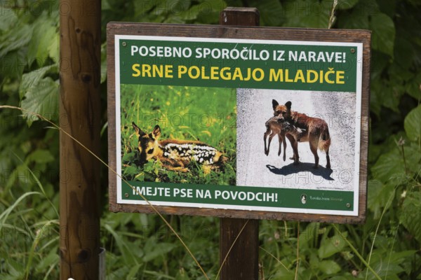 Sign with pictures and Slovenian text in greenery, warns of animals, Zgornje Jezersko, Gorenjska,