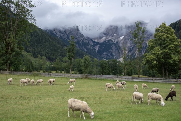 Sheep grazing on a green meadow in front of a mountain backdrop with clouds, Zgornje Jezersko,