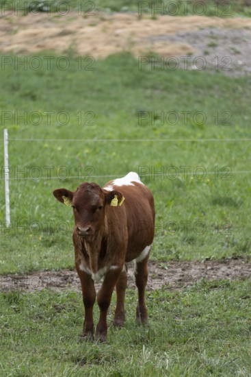 Calf standing in the pasture, looking directly into the camera, Zgornje Jezersko, Gorenjska,