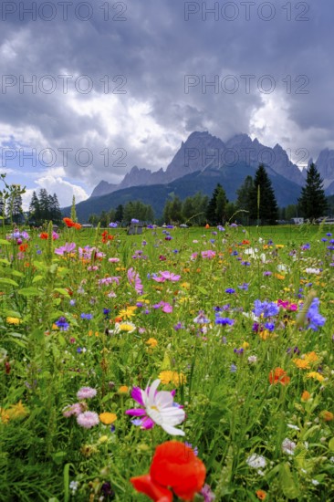 Wildflower meadow, in front of the Sesto Dolomites, Sesto Sundial, Sesto, Dolomites, Val Pusteria,